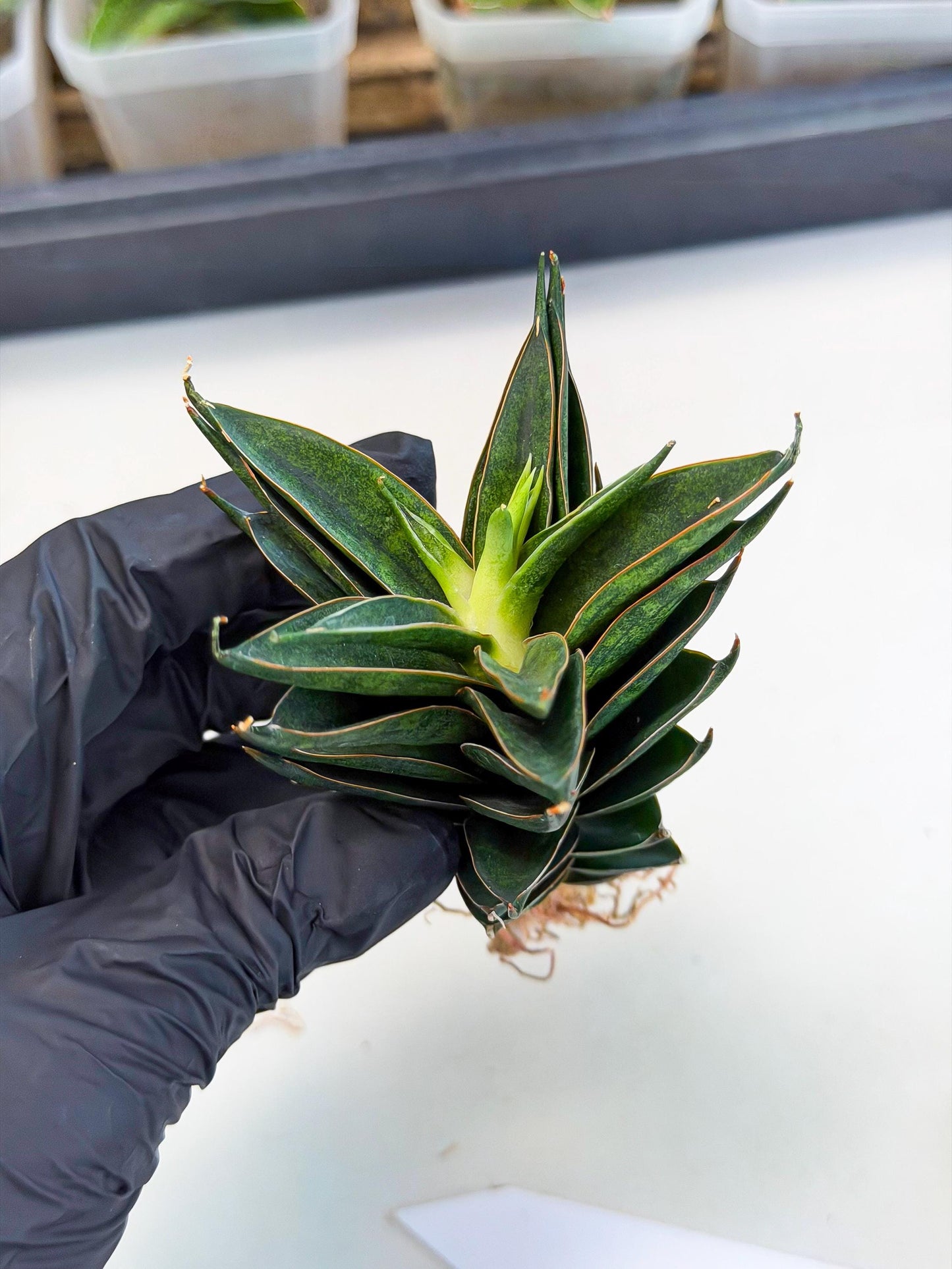 Sansevieria Black Ant (ca5) (6) | Dwarf Hybrid