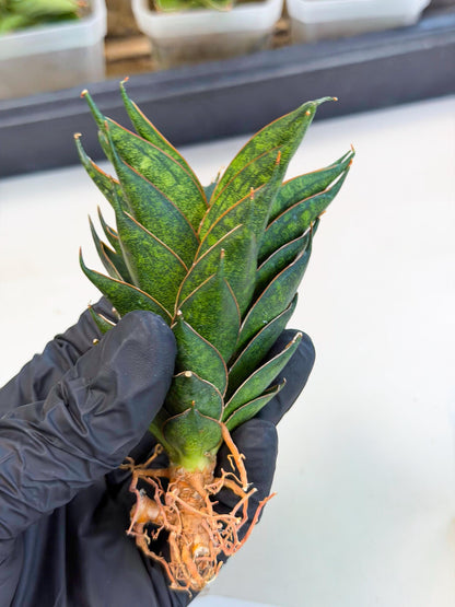 Sansevieria Black Ant (ca5) (6) | Dwarf Hybrid
