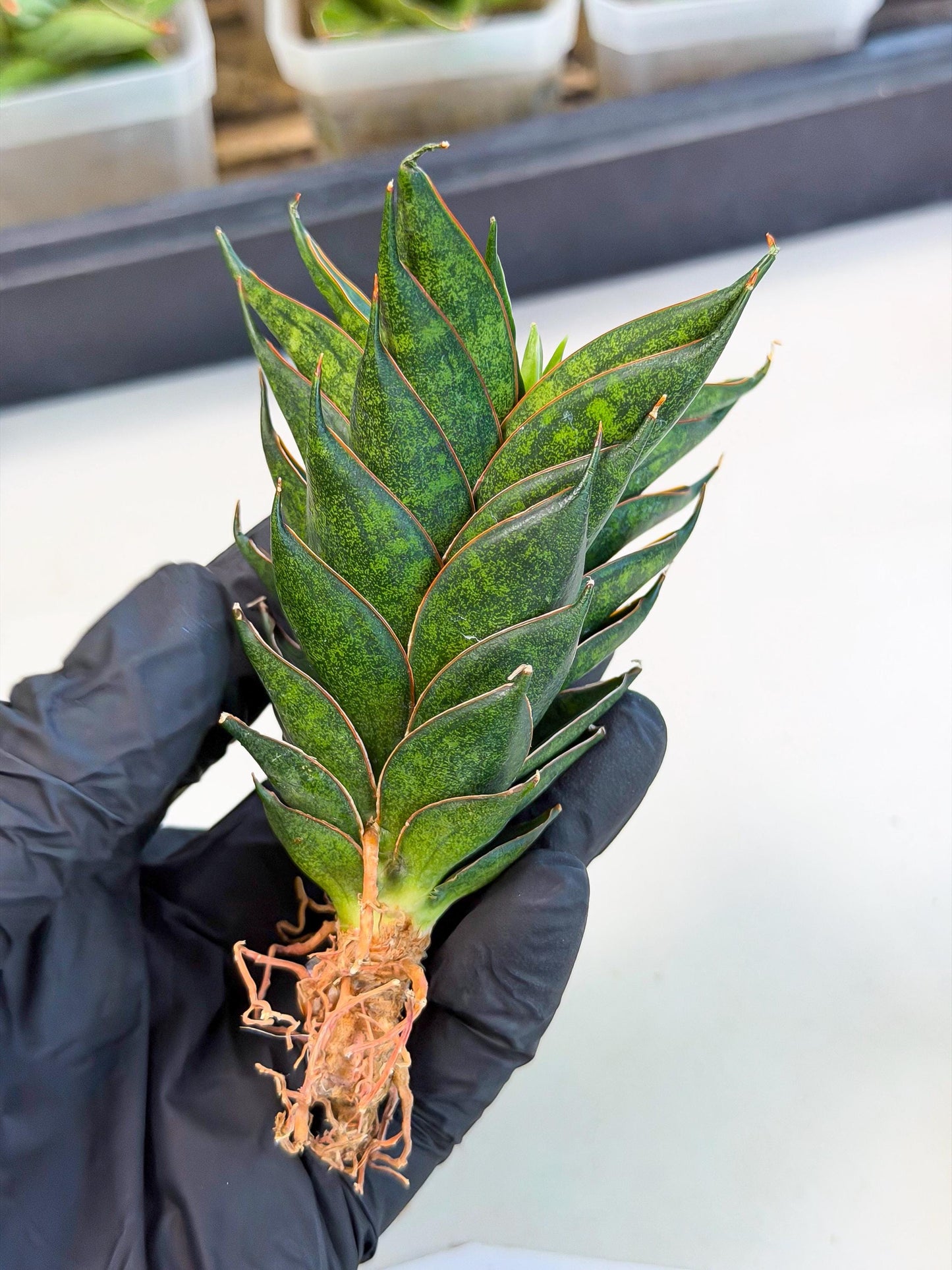 Sansevieria Black Ant (ca5) (6) | Dwarf Hybrid
