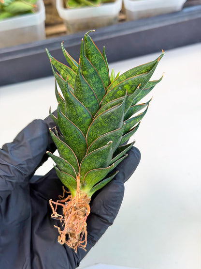 Sansevieria Black Ant (ca5) (6) | Dwarf Hybrid