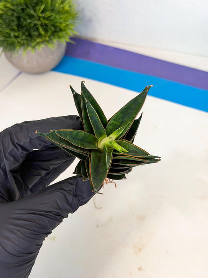 Sansevieria Black Ant (ca5) (6) | Dwarf Hybrid