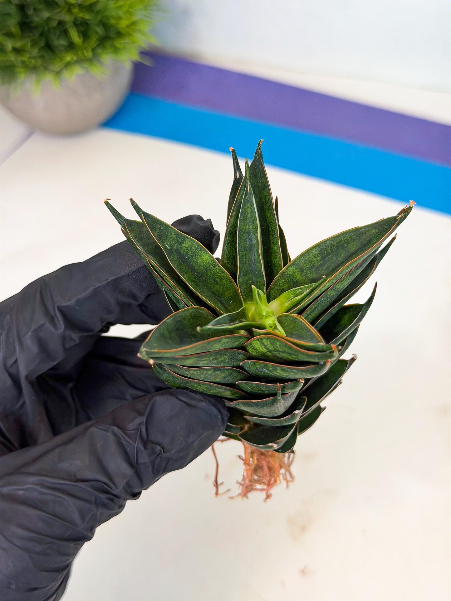 Sansevieria Black Ant (ca5) (6) | Dwarf Hybrid