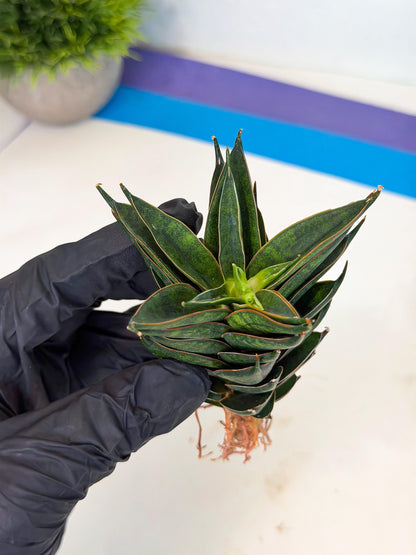 Sansevieria Black Ant (ca5) (6) | Dwarf Hybrid