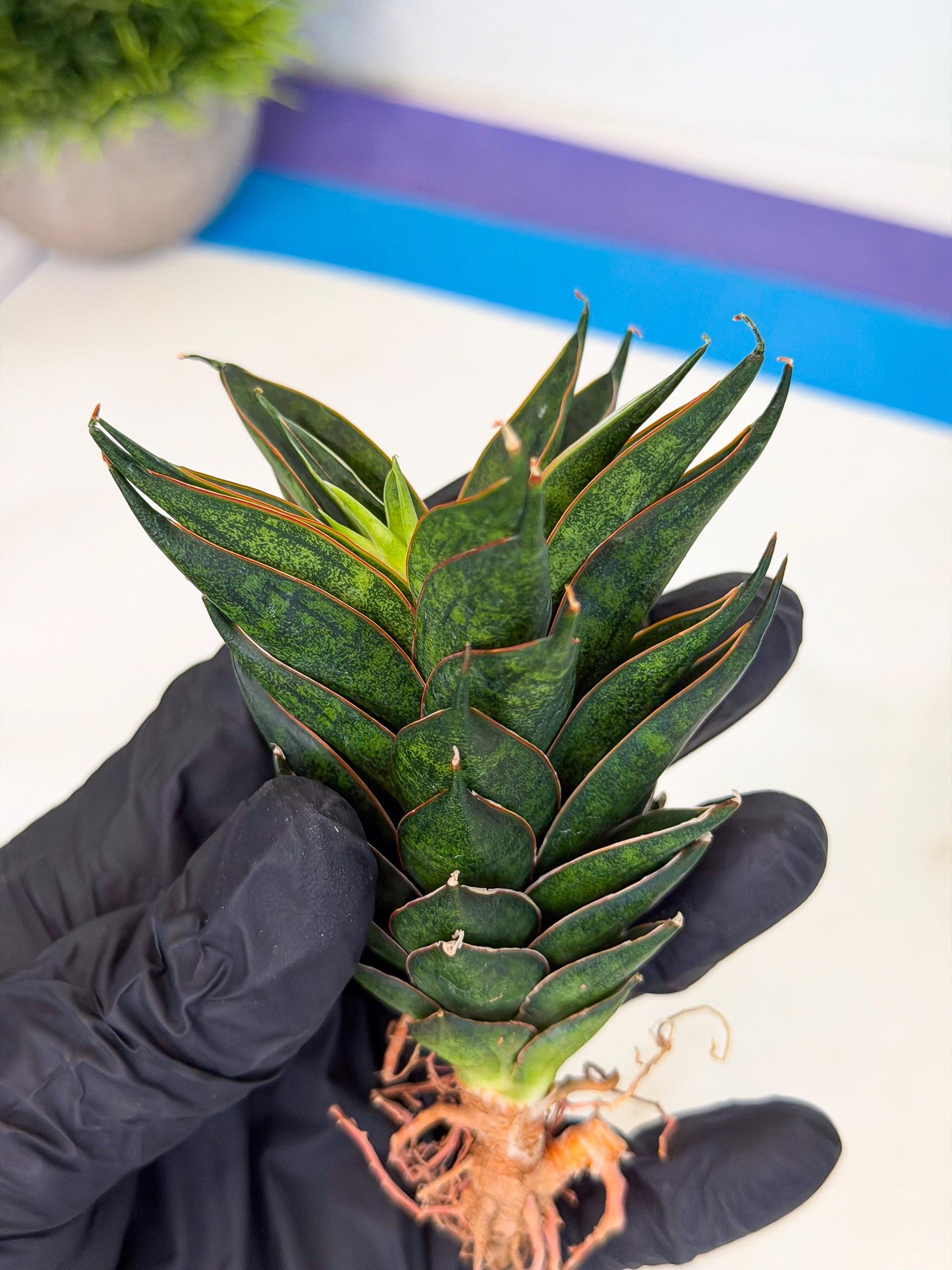 Sansevieria Black Ant (ca5) (6) | Dwarf Hybrid