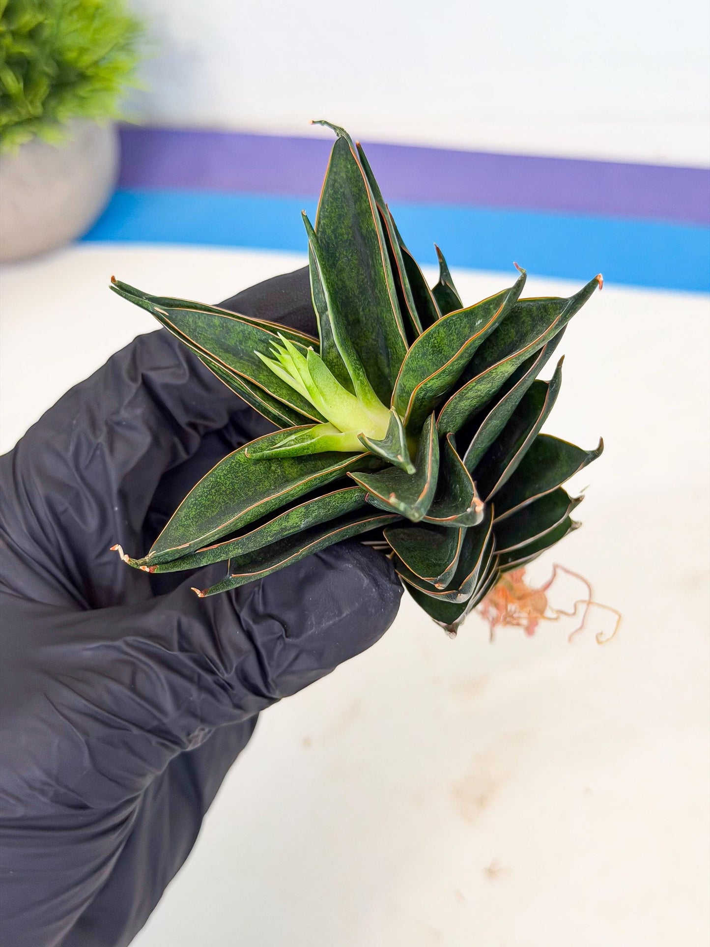 Sansevieria Black Ant (ca5) (6) | Dwarf Hybrid