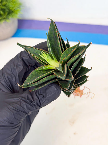 Sansevieria Black Ant (ca5) (6) | Dwarf Hybrid