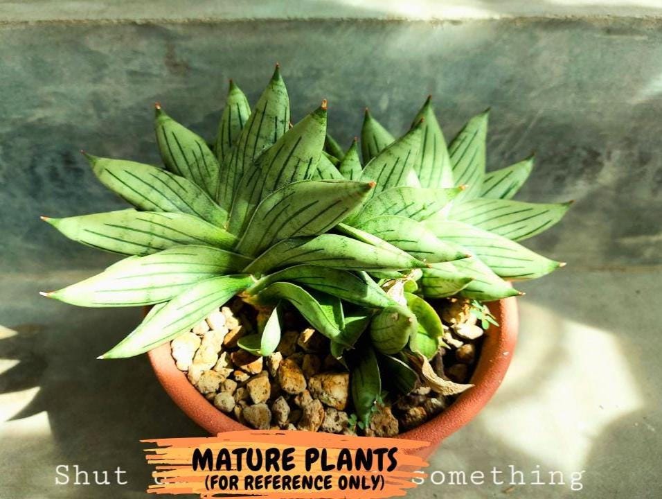 Sansevieria Toob (ca5) (8) | Rare Hybrids
