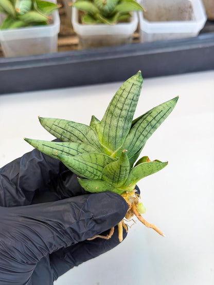 Sansevieria Toob (ca5) (8) | Rare Hybrids