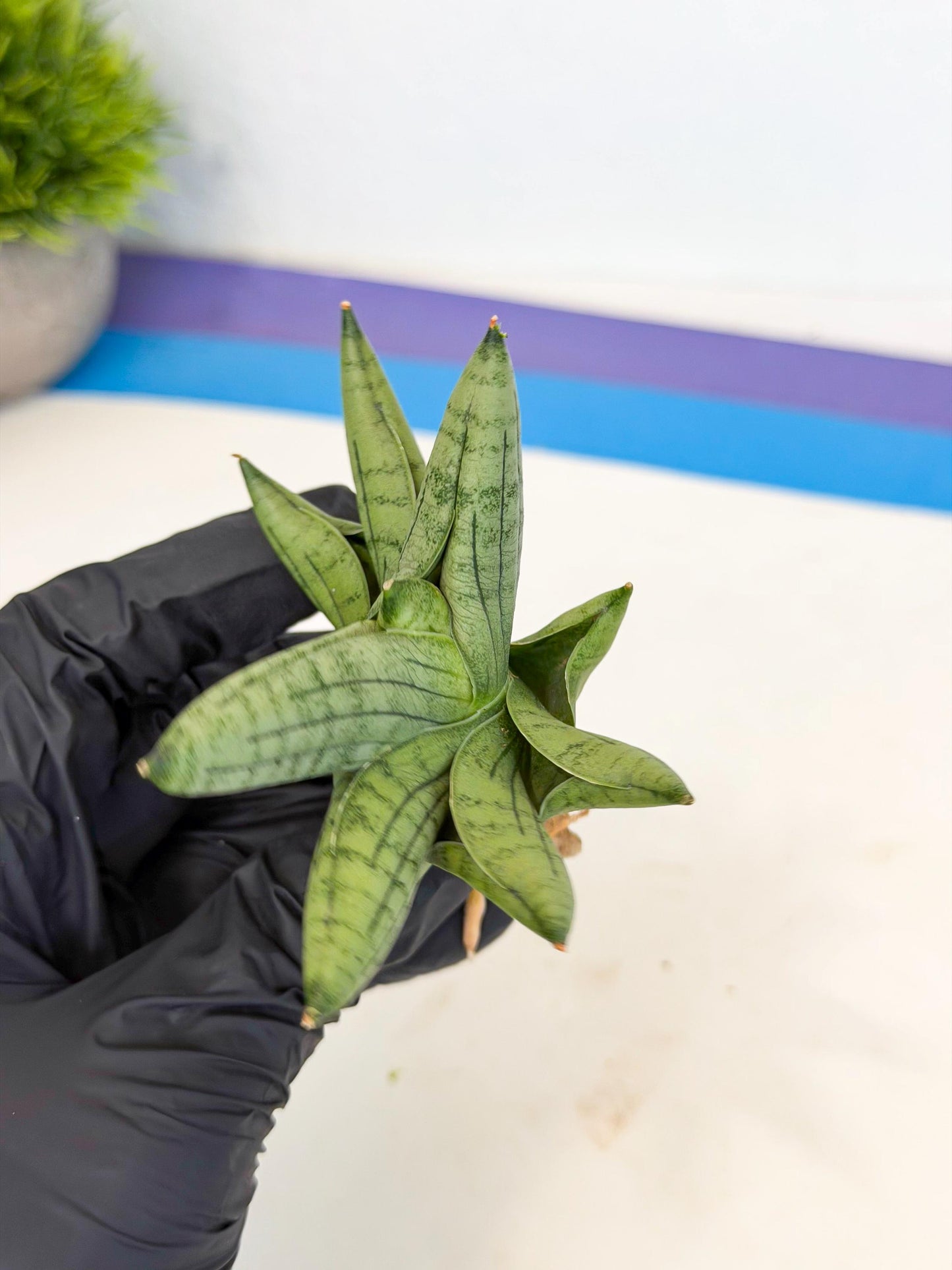 Sansevieria Toob (ca5) (8) | Rare Hybrids