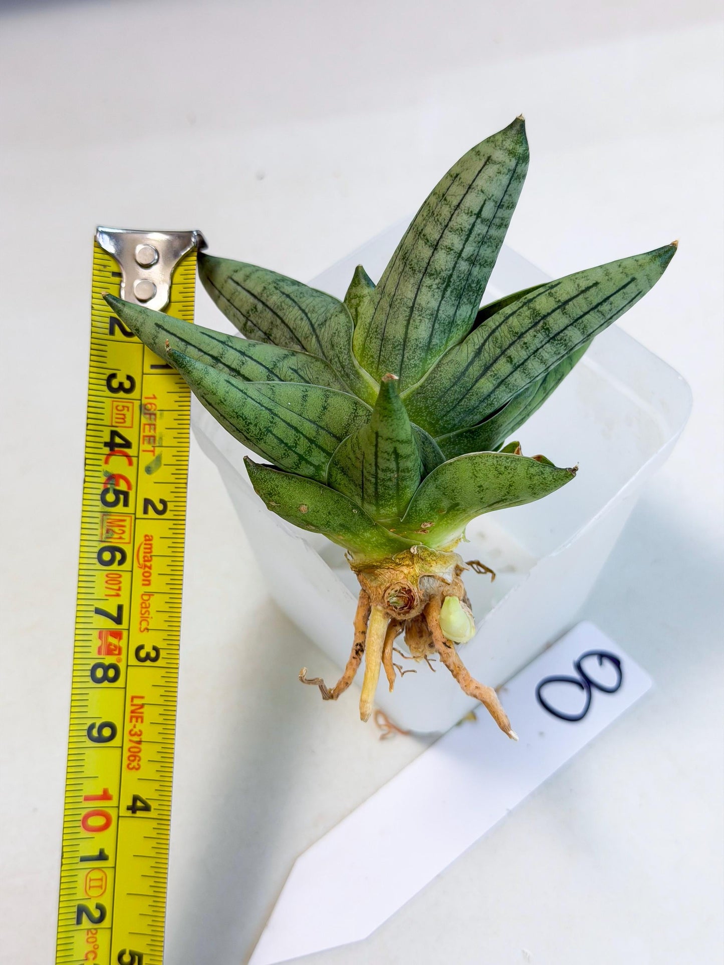 Sansevieria Toob (ca5) (8) | Rare Hybrids