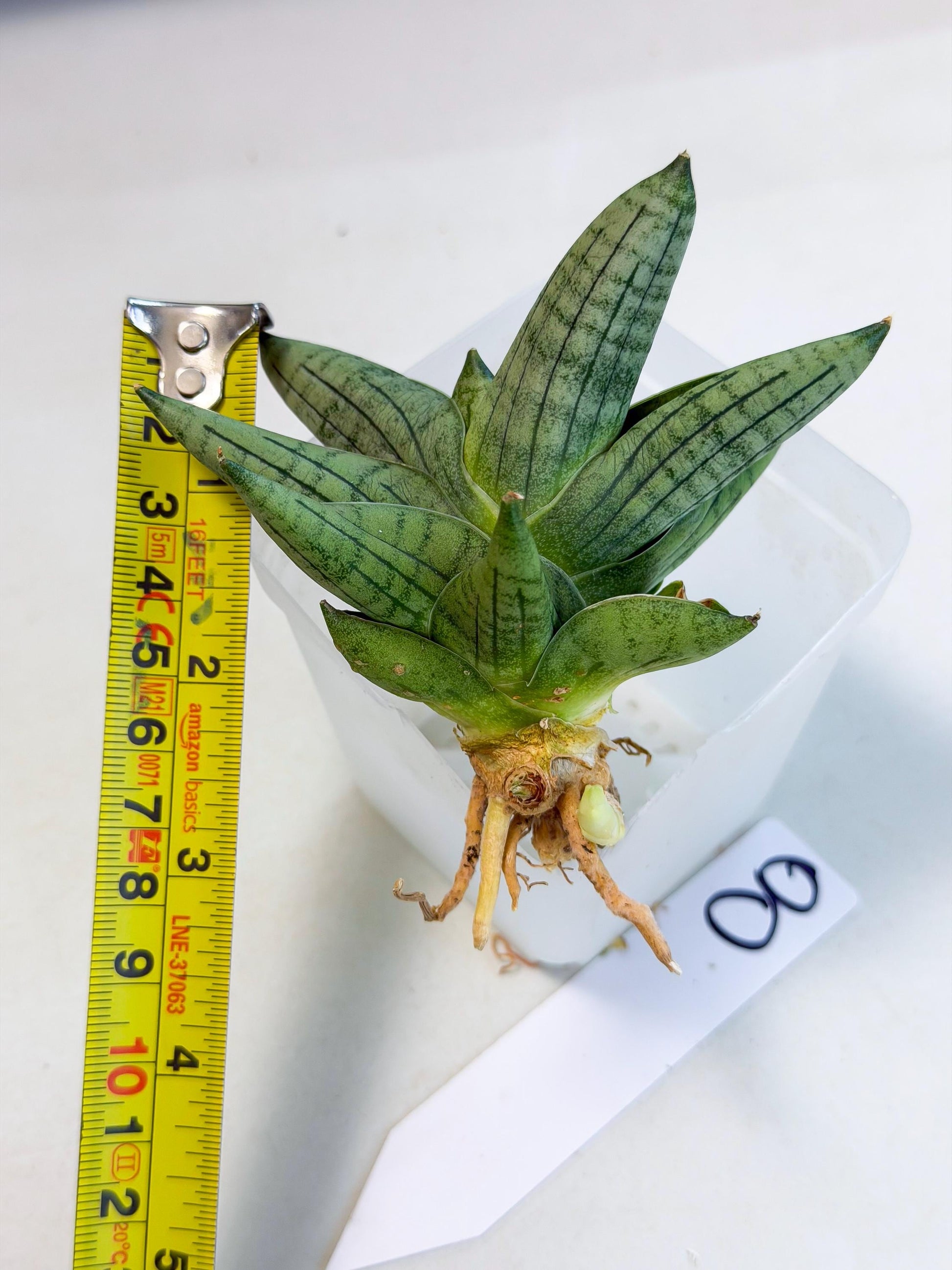 Sansevieria Toob (ca5) (8) | Rare Hybrids