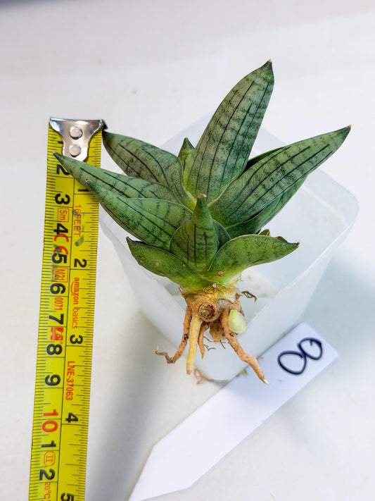 Sansevieria Toob (ca5) (8) | Rare Hybrids