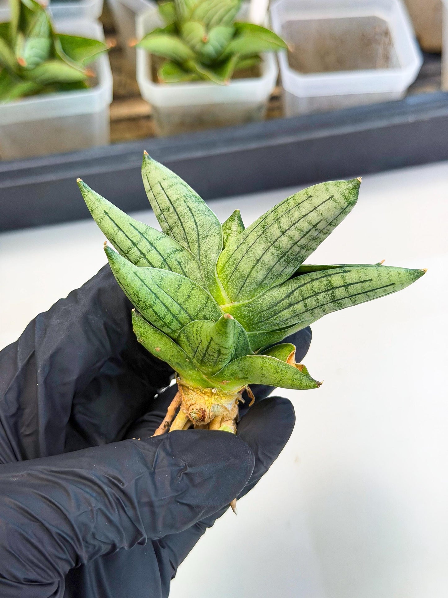 Sansevieria Toob (ca5) (8) | Rare Hybrids