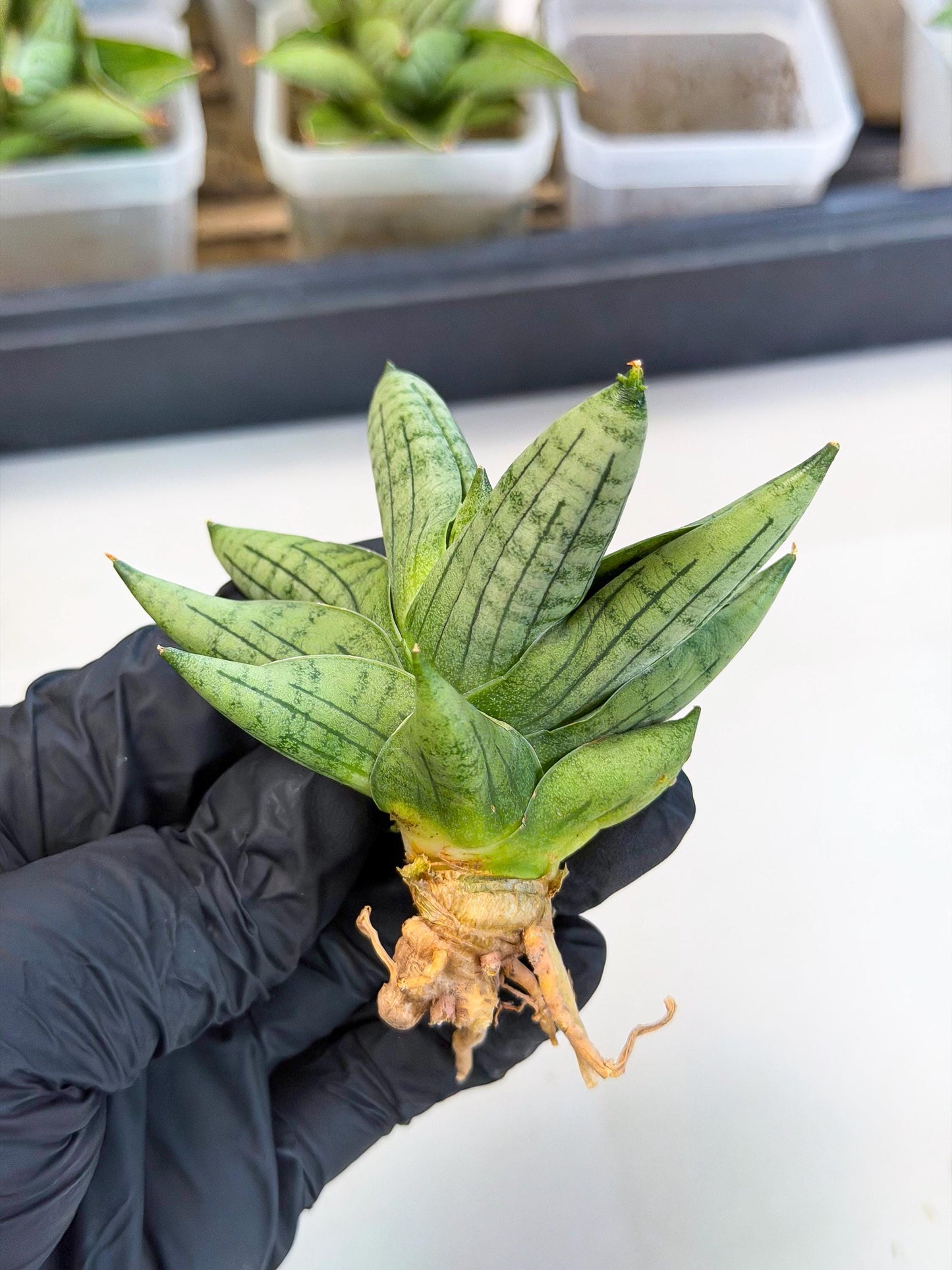 Sansevieria Toob (ca5) (8) | Rare Hybrids
