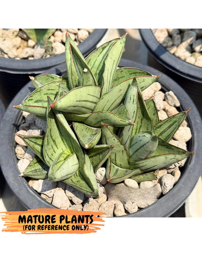 Sansevieria Atomic (ca5) (9) | Dwarf Hybrid