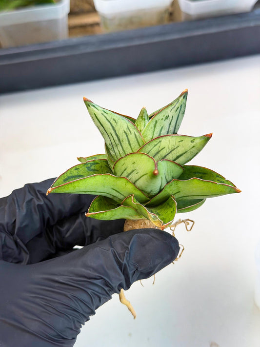 Sansevieria Atomic (ca5) (9) | Dwarf Hybrid