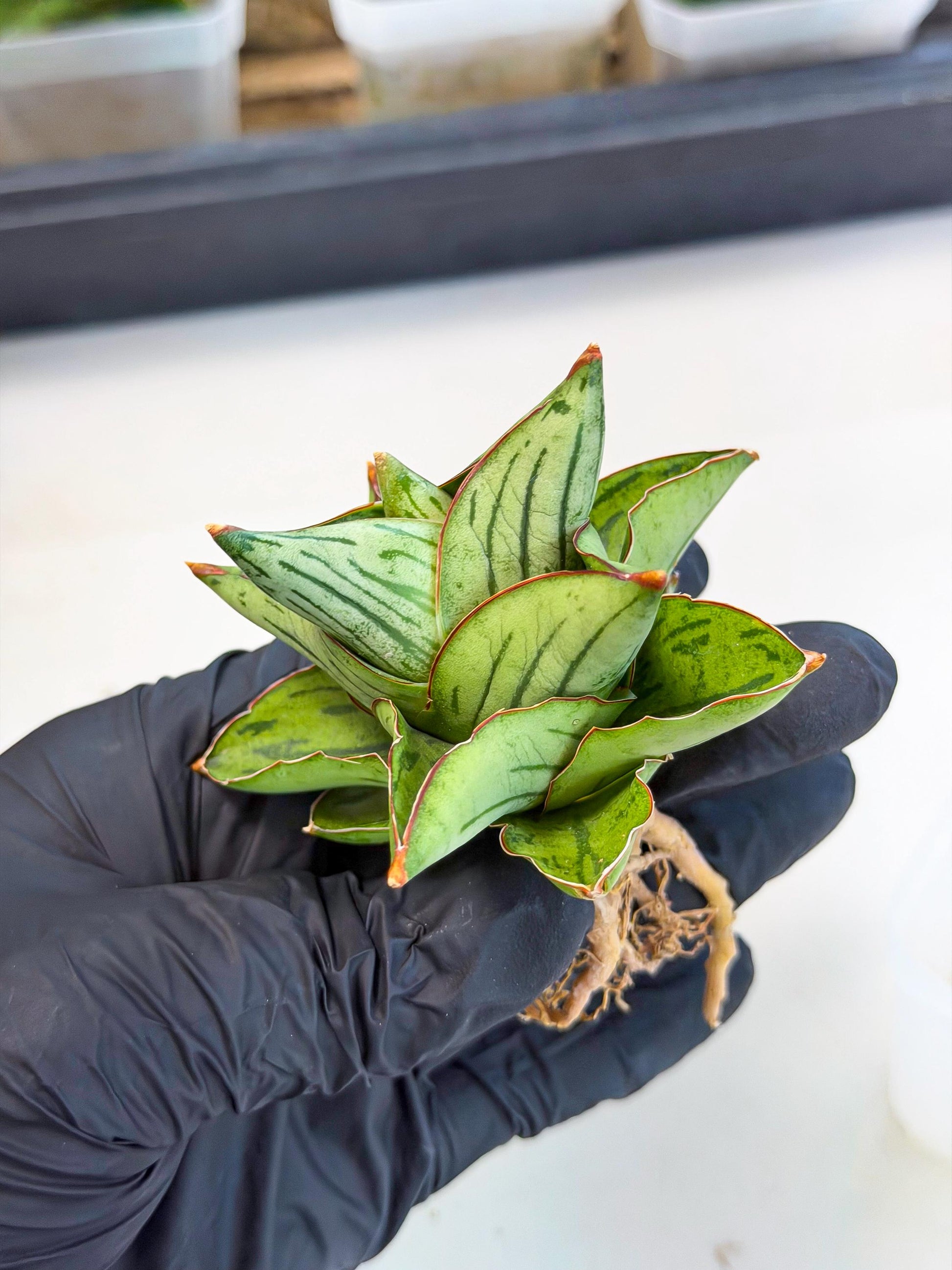Sansevieria Atomic (ca5) (9) | Dwarf Hybrid