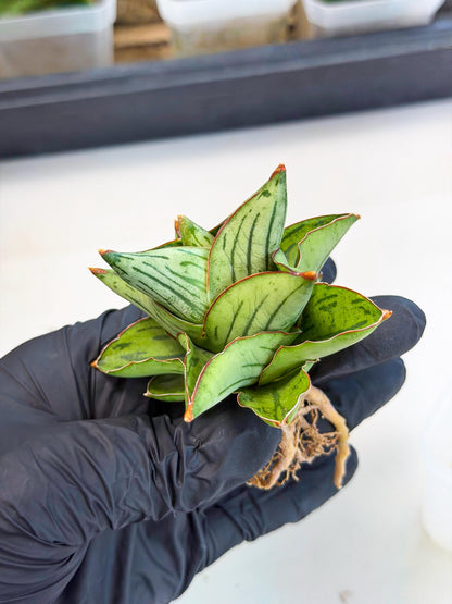 Sansevieria Atomic (ca5) (9) | Dwarf Hybrid
