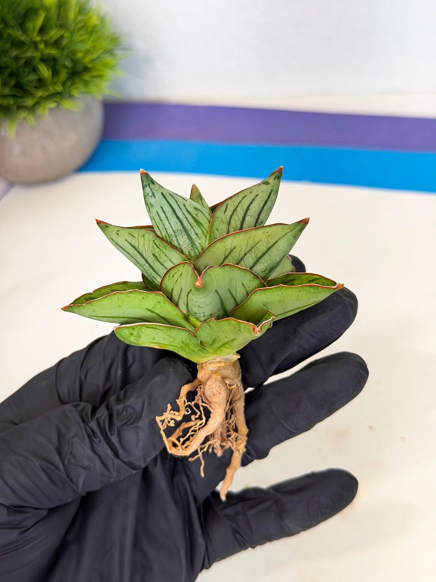 Sansevieria Atomic (ca5) (9) | Dwarf Hybrid