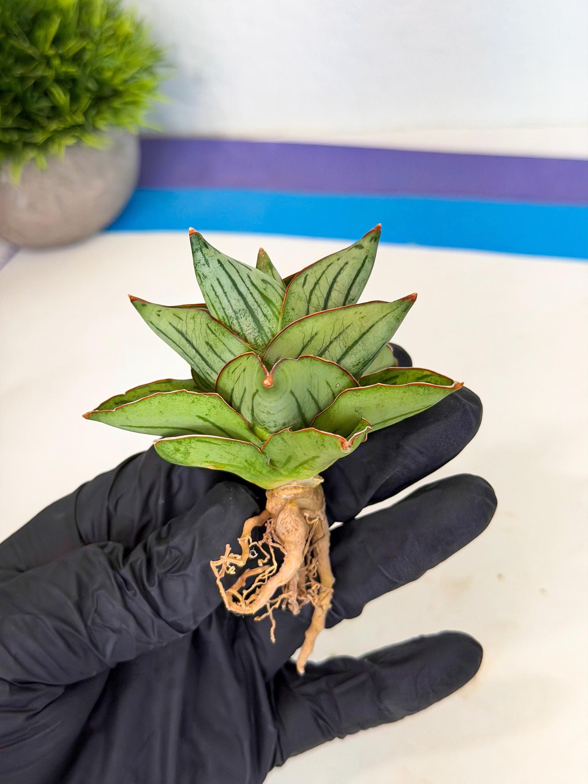 Sansevieria Atomic (ca5) (9) | Dwarf Hybrid