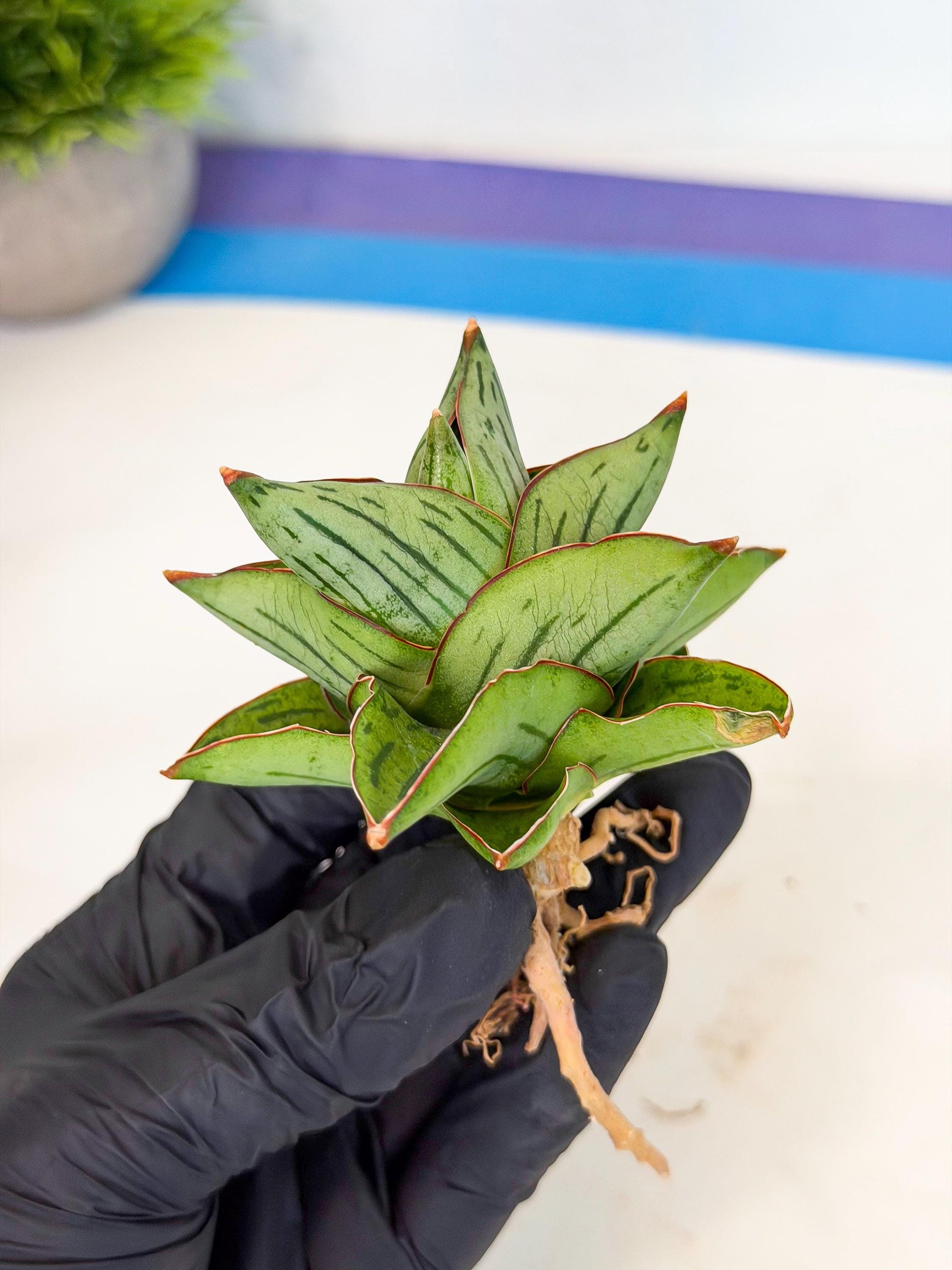 Sansevieria Atomic (ca5) (9) | Dwarf Hybrid