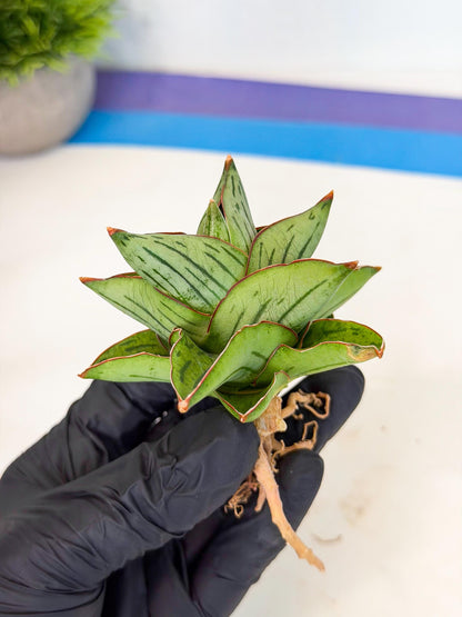Sansevieria Atomic (ca5) (9) | Dwarf Hybrid