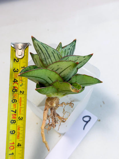 Sansevieria Atomic (ca5) (9) | Dwarf Hybrid