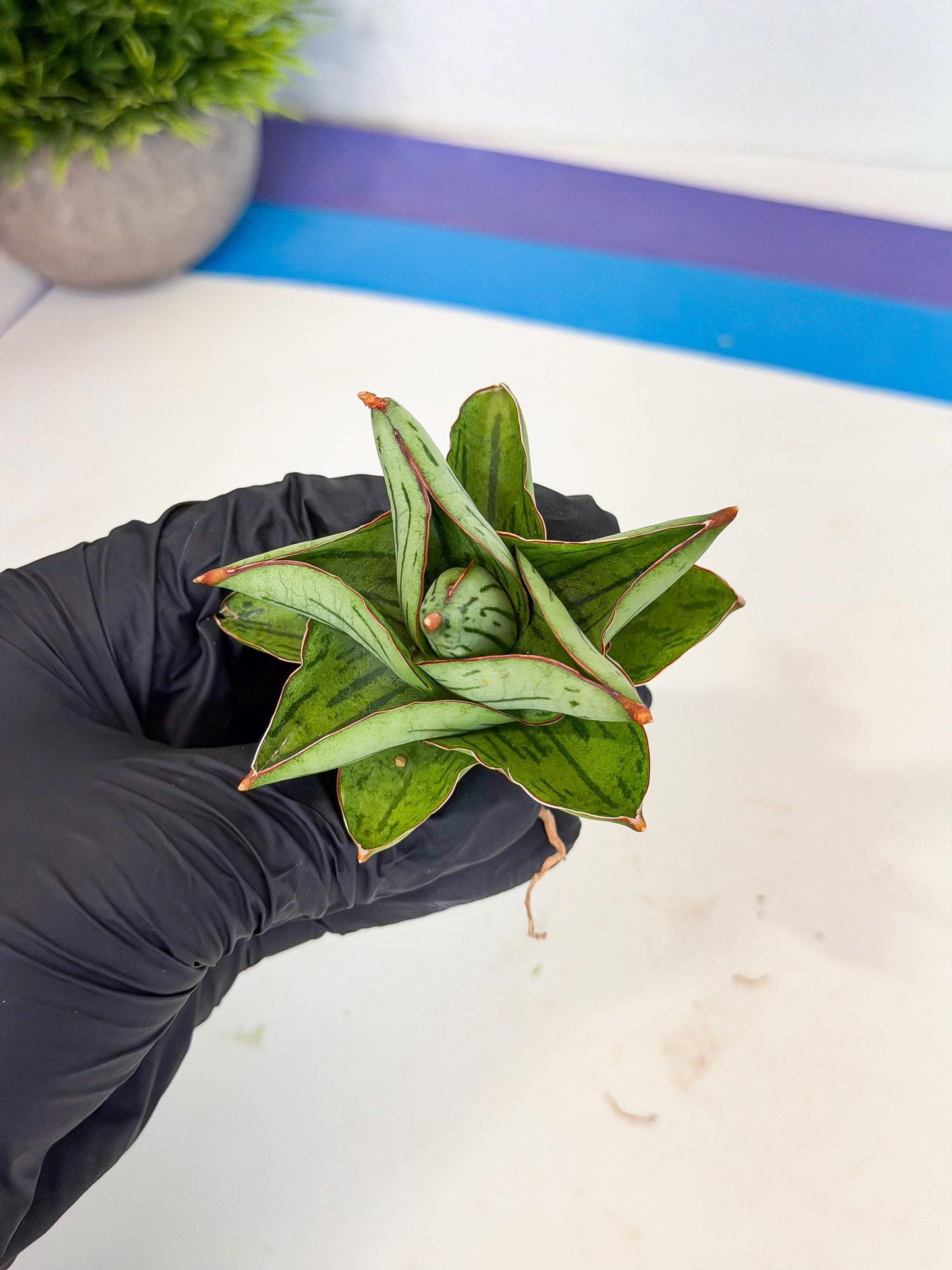Sansevieria Atomic (ca5) (10) | Dwarf Hybrid