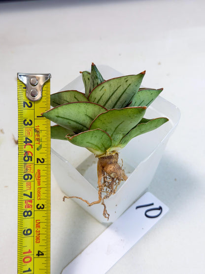 Sansevieria Atomic (ca5) (10) | Dwarf Hybrid