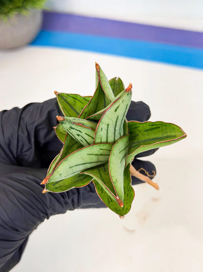 Sansevieria Atomic (ca5) (10) | Dwarf Hybrid