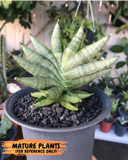 Sansevieria Nilin (ca5) (11) | Rare Imported Snake plant