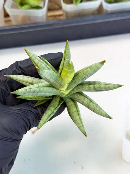 Sansevieria Nilin (ca5) (11) | Rare Imported Snake plant