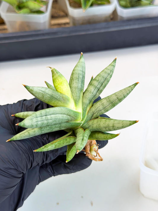 Sansevieria Nilin (ca5) (11) | Rare Imported Snake plant