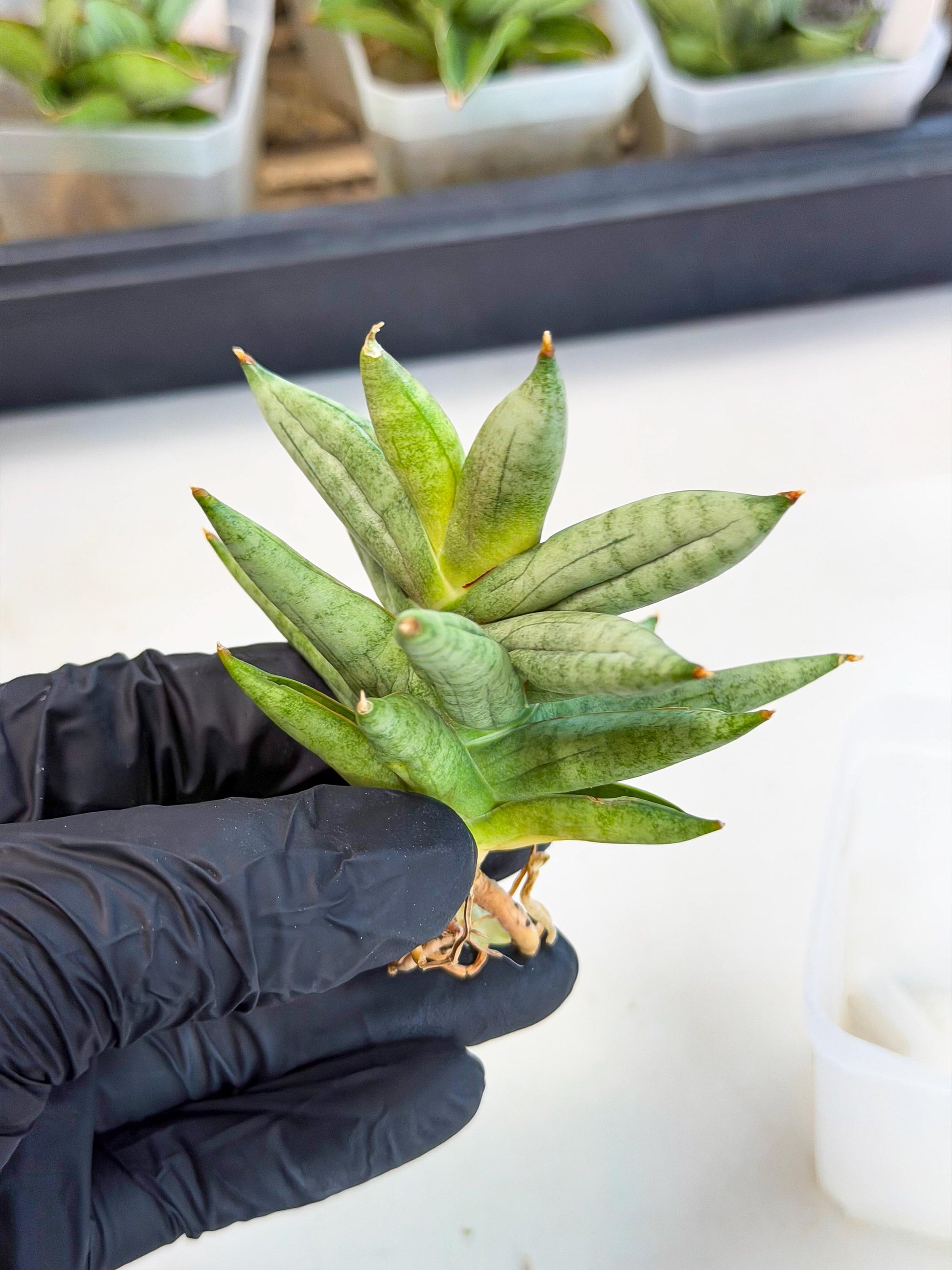 Sansevieria Nilin (ca5) (11) | Rare Imported Snake plant