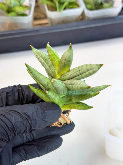 Sansevieria Nilin (ca5) (11) | Rare Imported Snake plant