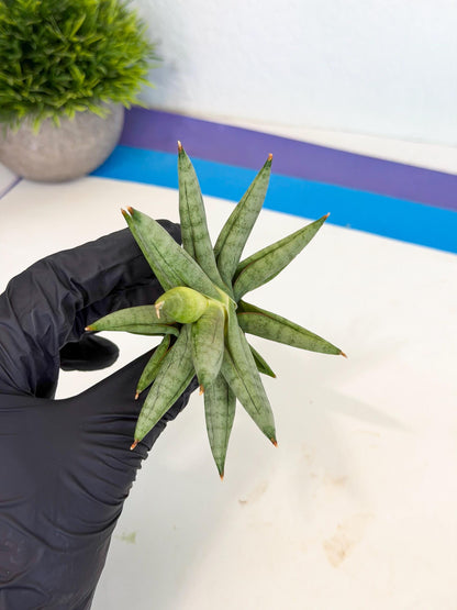 Sansevieria Nilin (ca5) (11) | Rare Imported Snake plant
