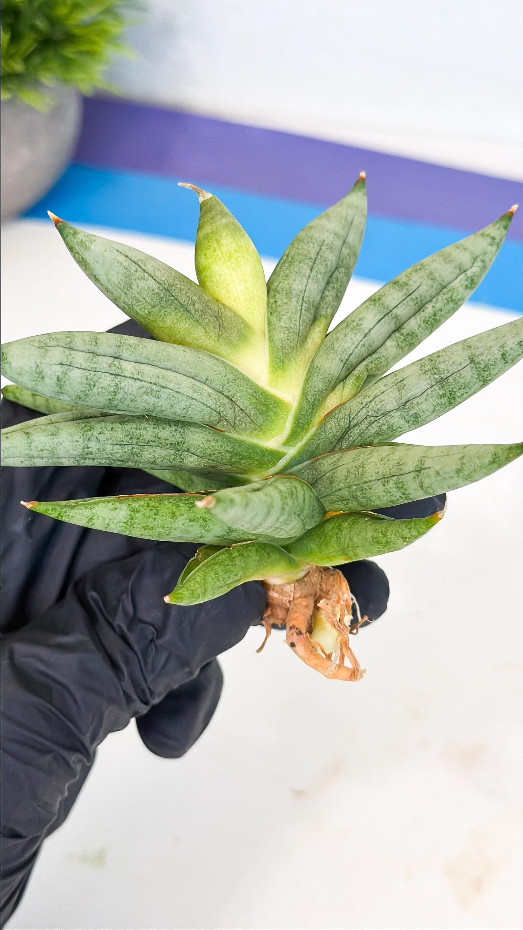 Sansevieria Nilin (ca5) (11) | Rare Imported Snake plant