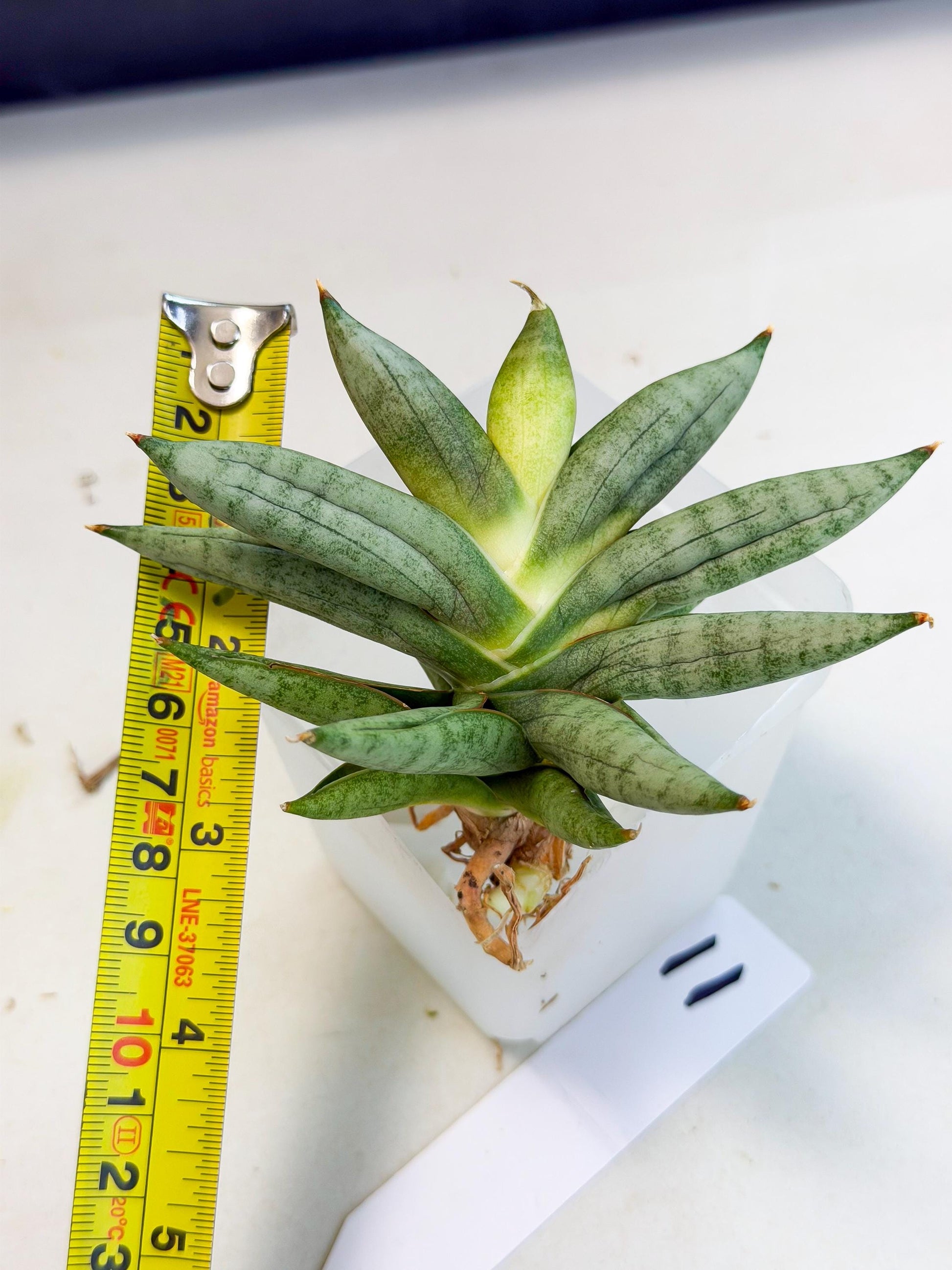 Sansevieria Nilin (ca5) (11) | Rare Imported Snake plant