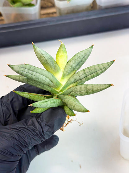 Sansevieria Nilin (ca5) (11) | Rare Imported Snake plant