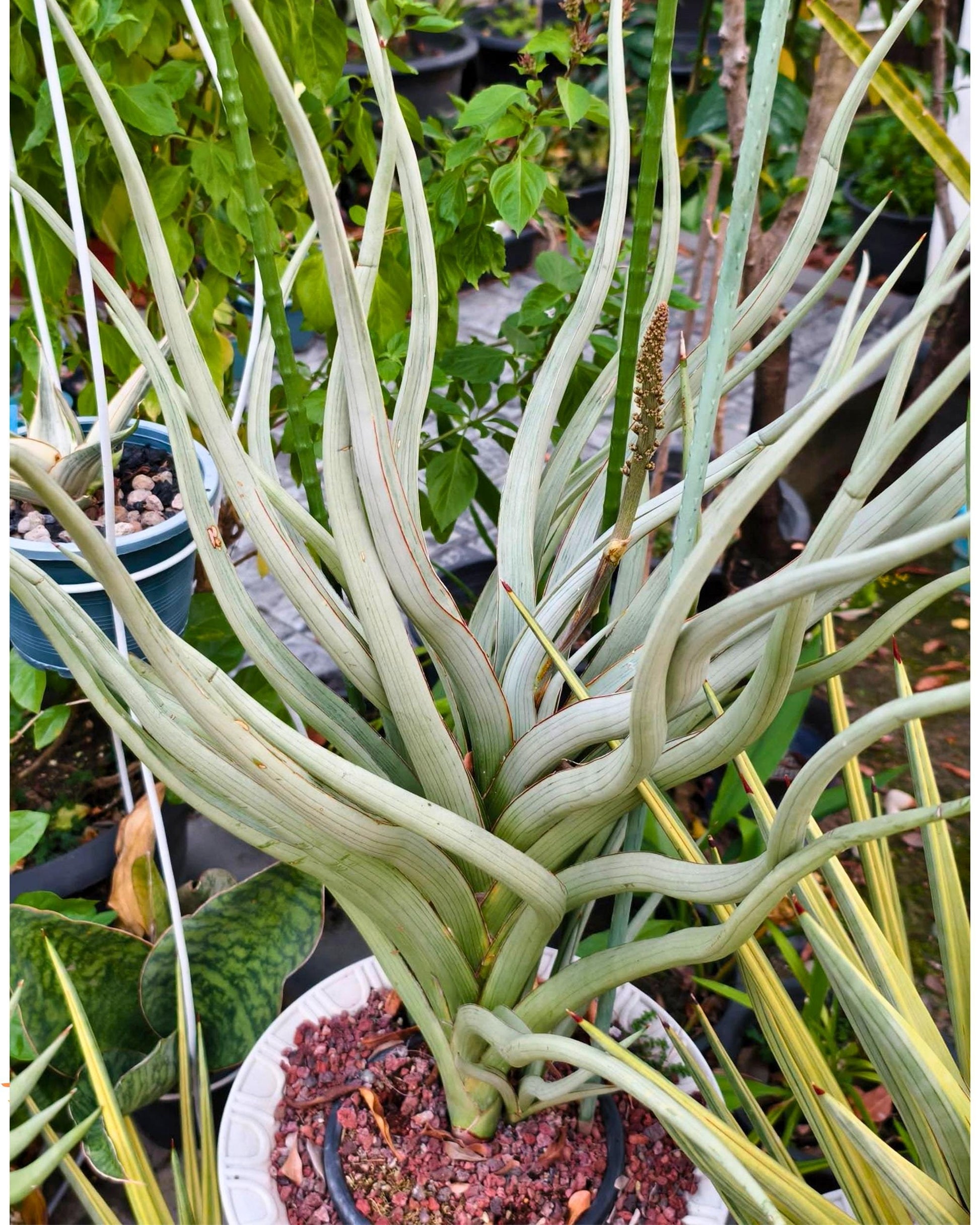 Sansevieria Dancing Dragon (ca4) (g) | Rare Hybrids