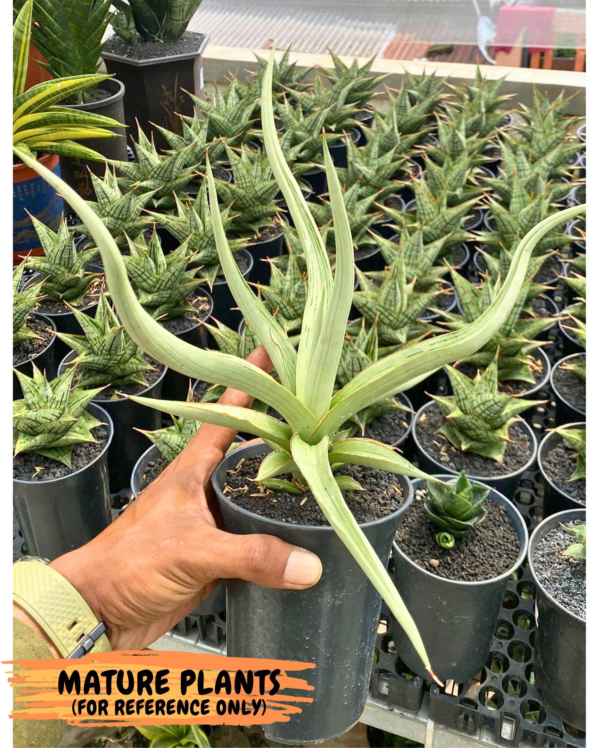 Sansevieria Dancing Dragon (ca4) (o) | Rare Hybrids