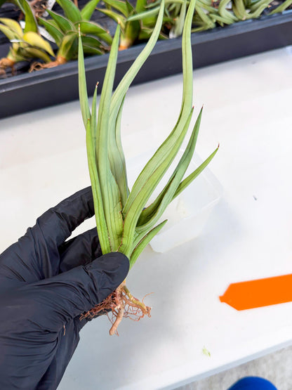 Sansevieria Dancing Dragon (ca4) (o) | Rare Hybrids