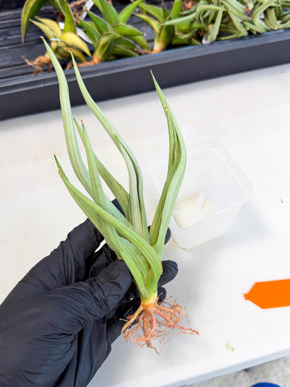 Sansevieria Dancing Dragon (ca4) (o) | Rare Hybrids