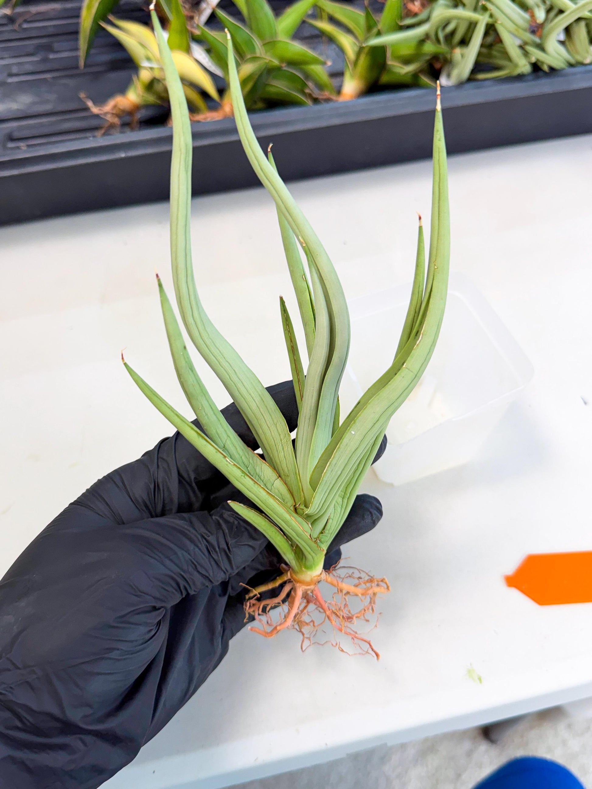 Sansevieria Dancing Dragon (ca4) (o) | Rare Hybrids