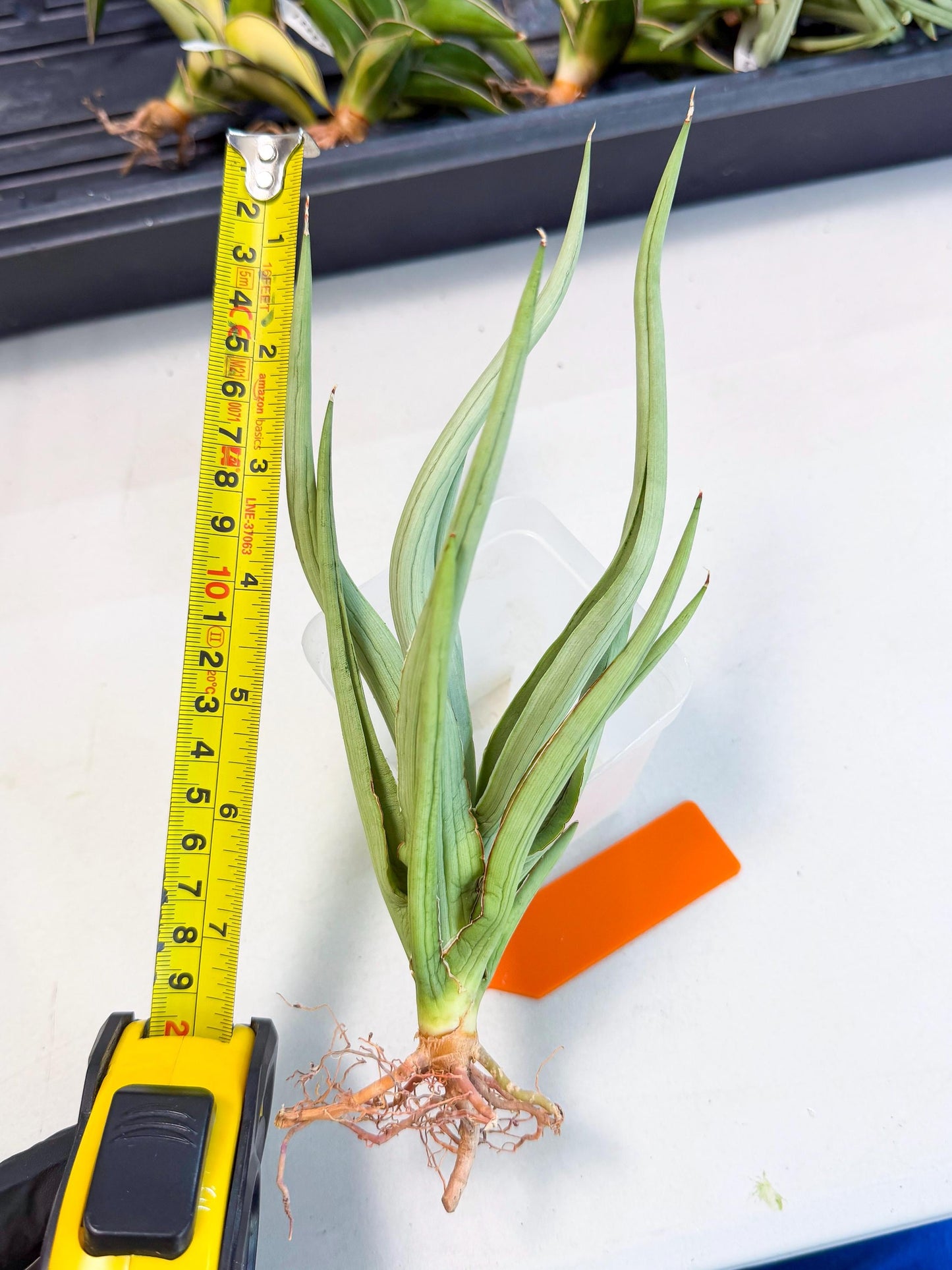 Sansevieria Dancing Dragon (ca4) (o) | Rare Hybrids