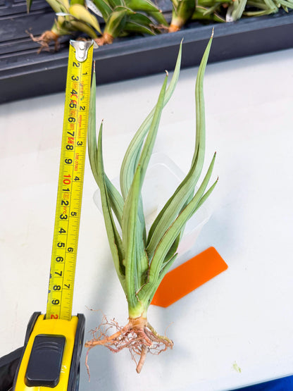 Sansevieria Dancing Dragon (ca4) (o) | Rare Hybrids