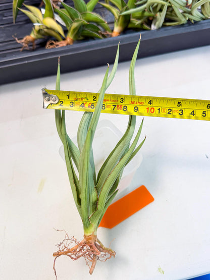 Sansevieria Dancing Dragon (ca4) (o) | Rare Hybrids