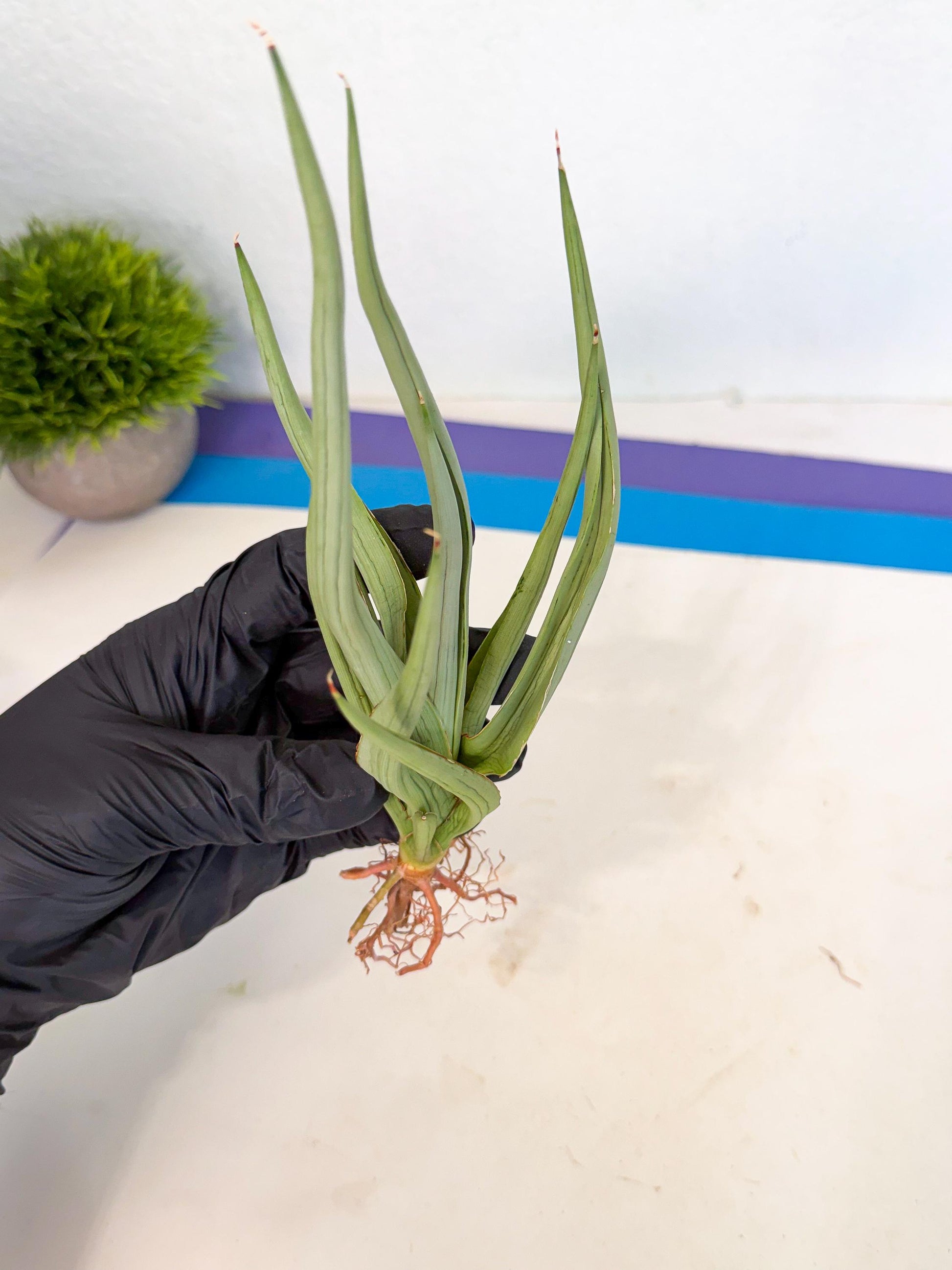 Sansevieria Dancing Dragon (ca4) (o) | Rare Hybrids