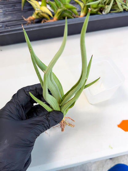 Sansevieria Dancing Dragon (ca4) (o) | Rare Hybrids