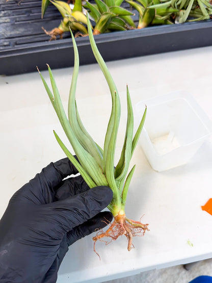 Sansevieria Dancing Dragon (ca4) (o) | Rare Hybrids